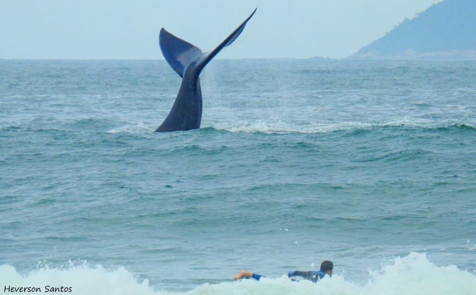 Tranquilidade Na Praia Da Gamboa Garopaba Eksteriør billede